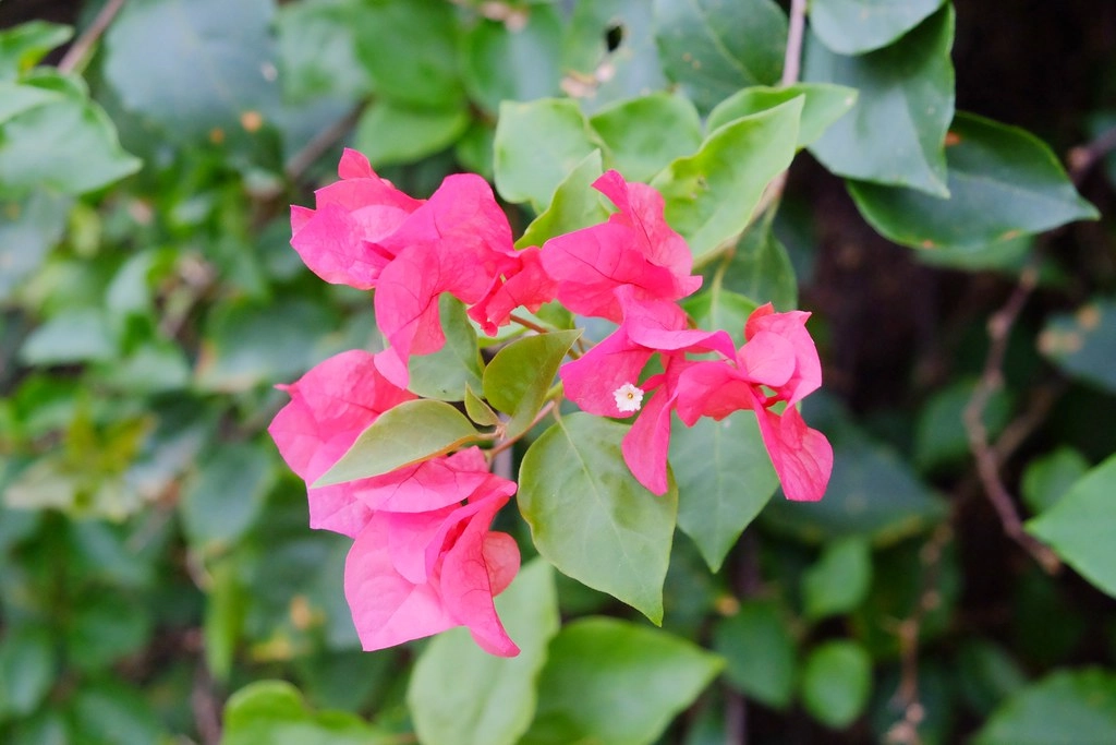 苗栗三義｜綠葉方舟，隱身於山林裡的森林系餐廳，大片草池湖畔美景超療癒 @飛天璇的口袋