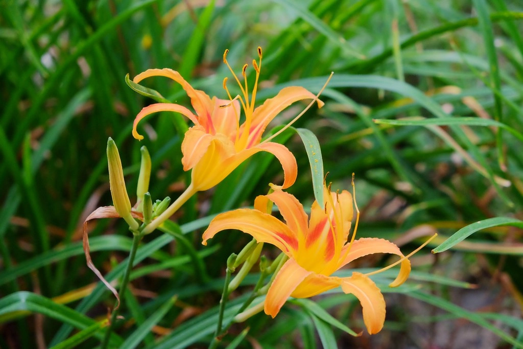 苗栗三義｜綠葉方舟，隱身於山林裡的森林系餐廳，大片草池湖畔美景超療癒 @飛天璇的口袋