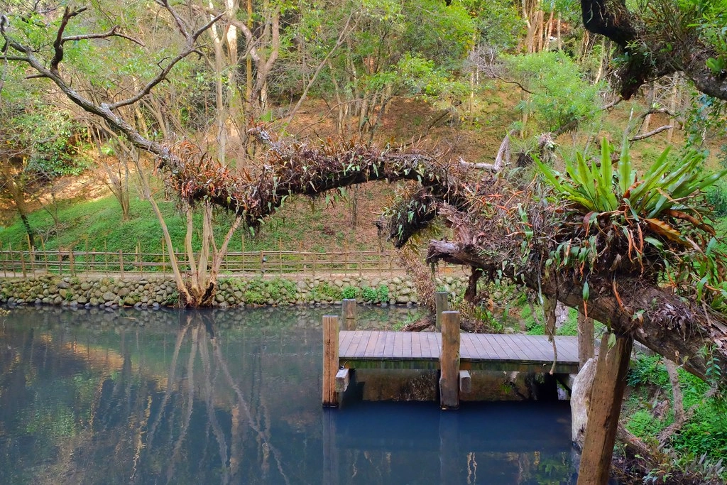 苗栗三義｜綠葉方舟，隱身於山林裡的森林系餐廳，大片草池湖畔美景超療癒 @飛天璇的口袋