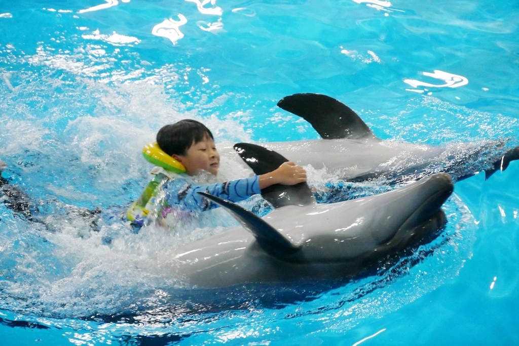 泰國芭達雅｜Pattaya Dolphinarium 芭達雅海豚之家，亞洲最棒的海豚表現，泰國芭達雅最夯親子景點 @飛天璇的口袋