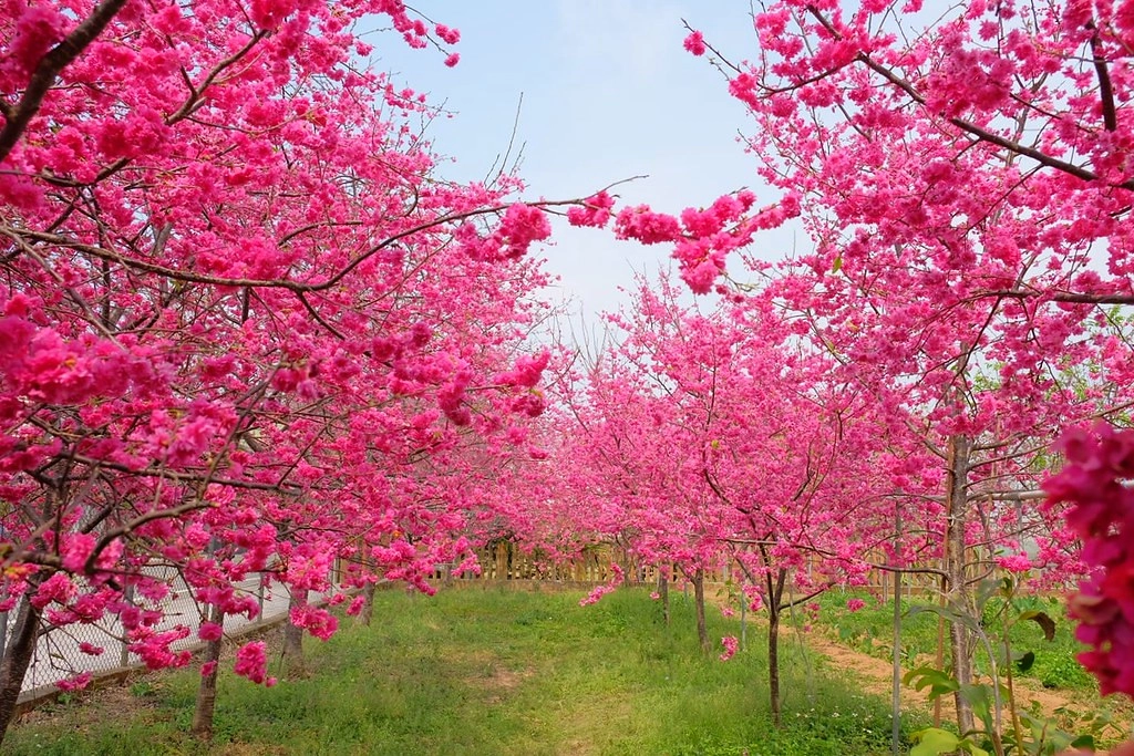 台中新社｜新社美食景點一日遊．30+新社景觀餐廳、旅遊景點、小吃美食、民宿推薦 @飛天璇的口袋