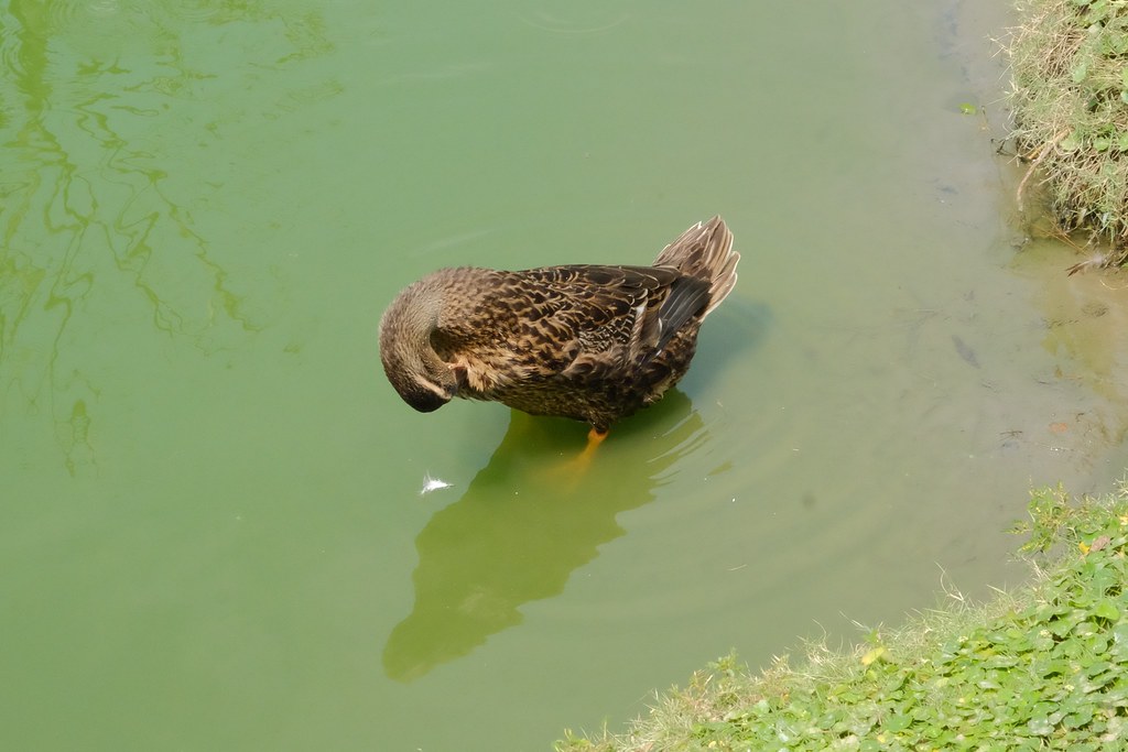 【雲林虎尾】澄霖沉香味道森林館，浪漫的愛心落羽松池塘，日式禪風庭院台版兼六園 @飛天璇的口袋