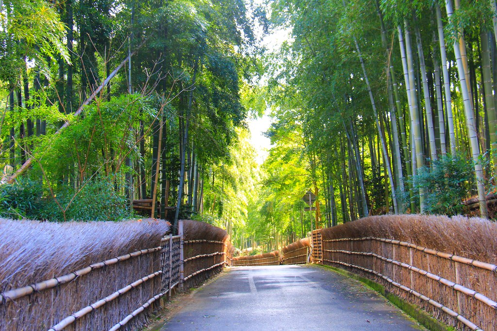 日本京都｜竹之徑．竹林公園｜日本500條最美的步道，不用到嵐山人擠人，幽靜又療癒的京都旅遊景點 @飛天璇的口袋