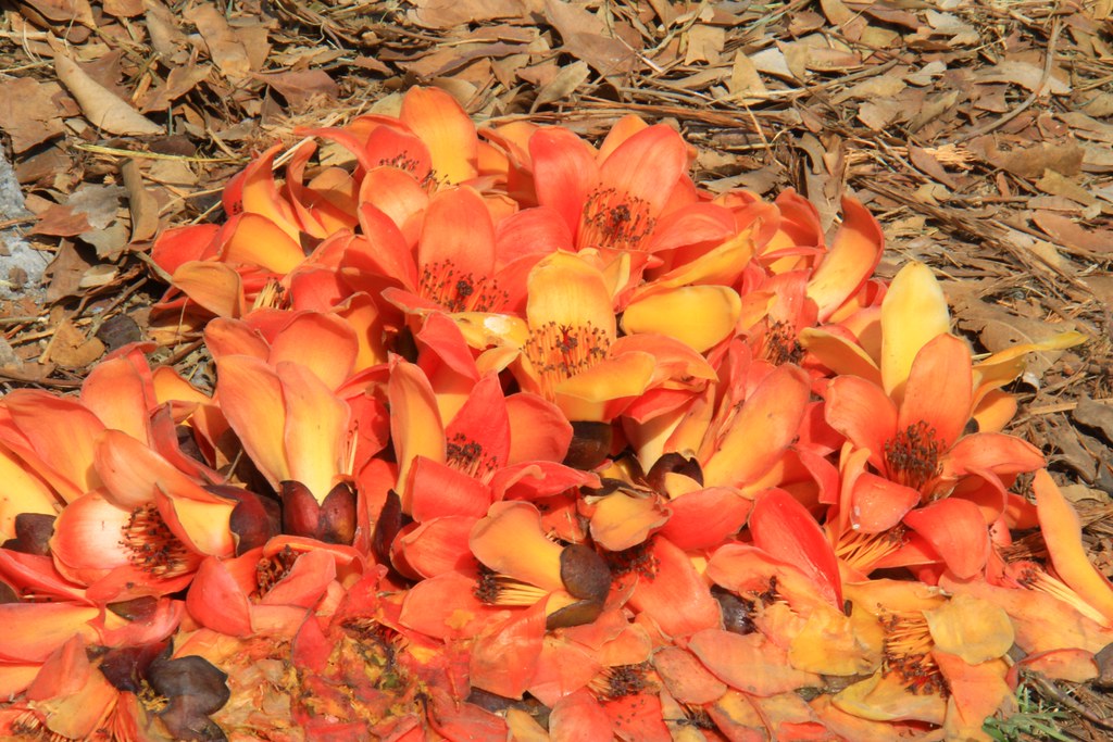 2020埤頭東螺溪畔木棉花道：台灣最長木棉花道~600多棵木棉花盛開，綿延將近兩公里，彰化北斗埤頭一日遊推薦！ @飛天璇的口袋