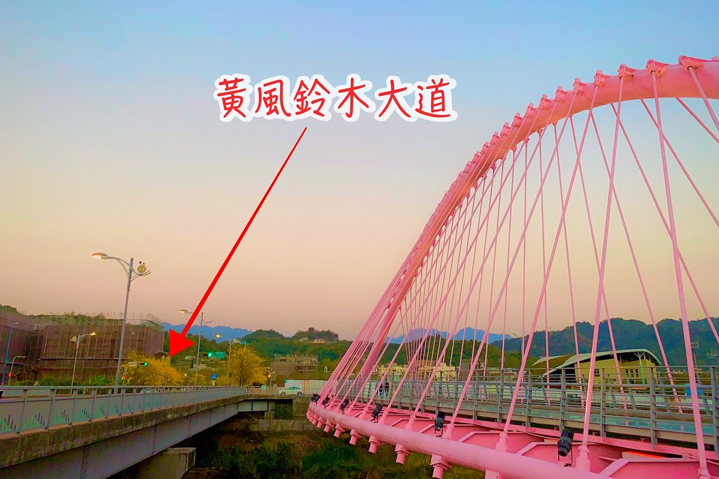 台中北屯|廍子公園,黃花風鈴木季正美,金色璀燦從粉紅情人橋到公園一整片浪漫 @飛天璇的口袋