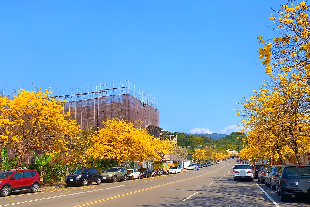 台中北屯|廍子公園,黃花風鈴木季正美,金色璀燦從粉紅情人橋到公園一整片浪漫 @飛天璇的口袋