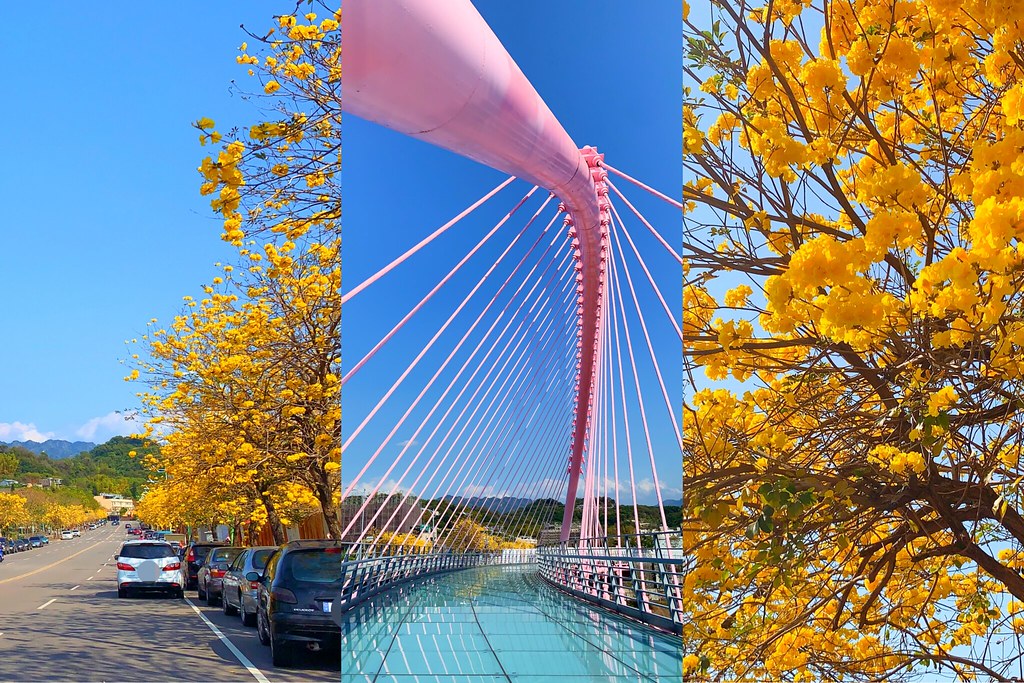 【台中北屯】台中黃花風鈴木大道~大坑粉紅情人橋-景賢街-祥順東路二段的「黃花風鈴木大道」 @飛天璇的口袋