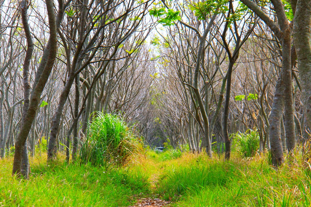 龍貓隧道-無患子森林free｜台中后里IG打卡小密境，仿佛進入電影龍貓般場景 @飛天璇的口袋