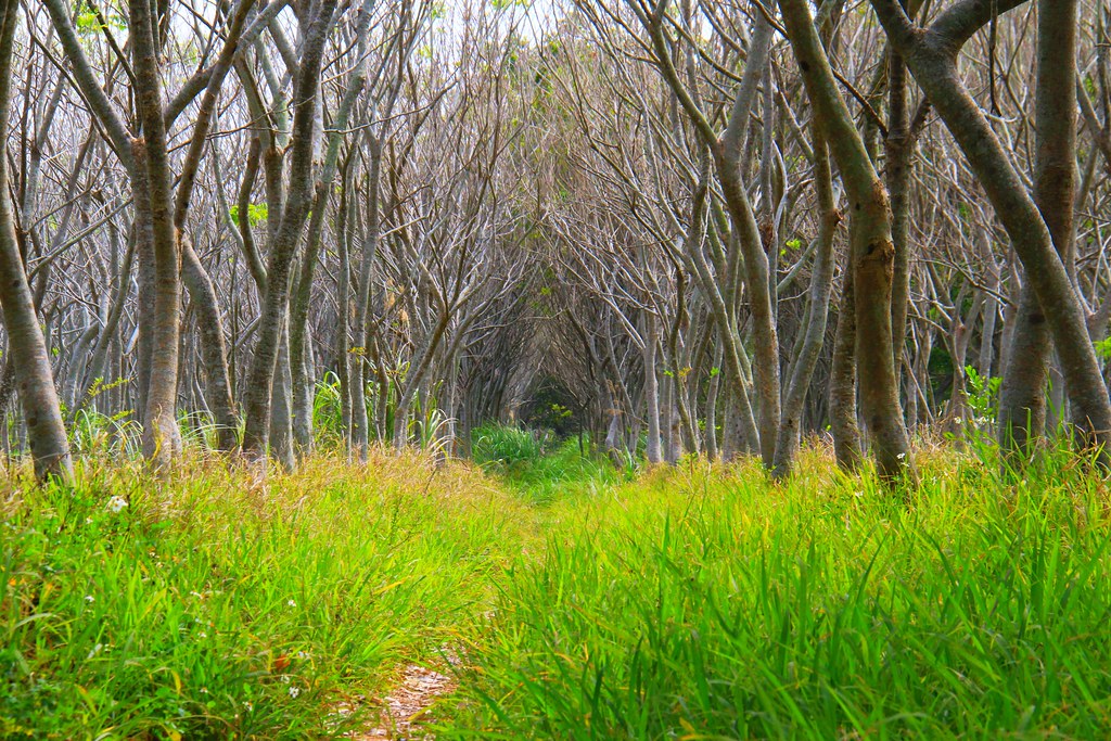 龍貓隧道-無患子森林free｜台中后里IG打卡小密境，仿佛進入電影龍貓般場景 @飛天璇的口袋