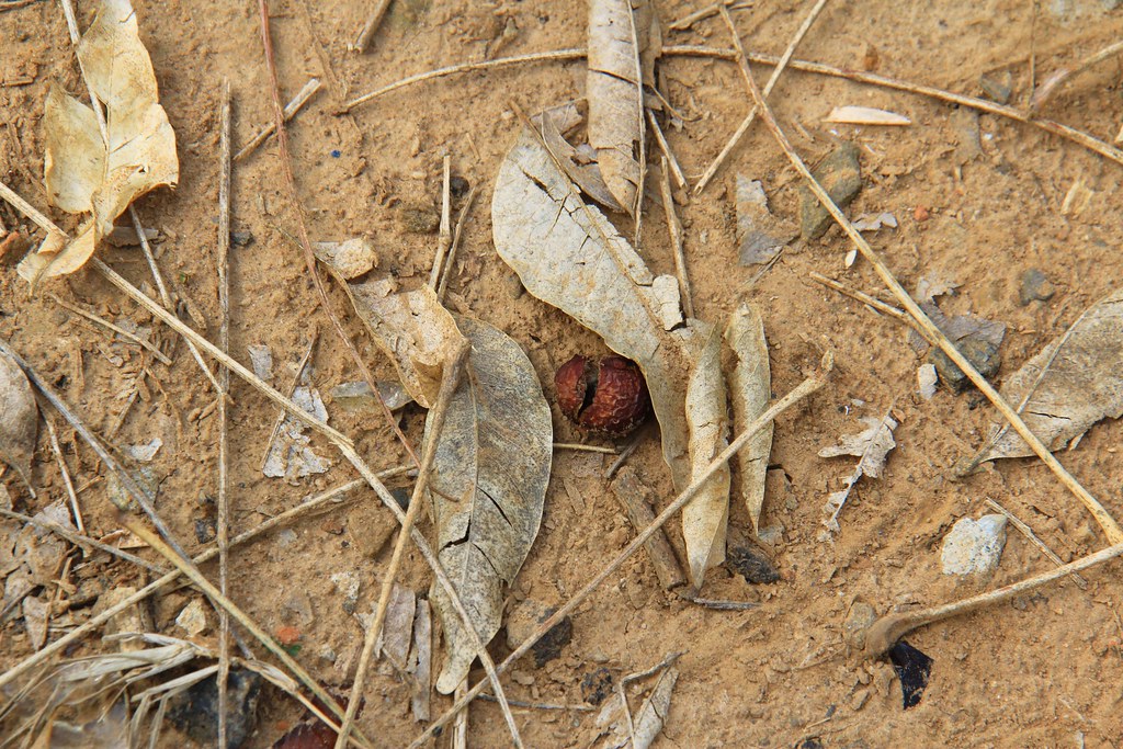 龍貓隧道-無患子森林free｜台中后里IG打卡小密境，仿佛進入電影龍貓般場景 @飛天璇的口袋