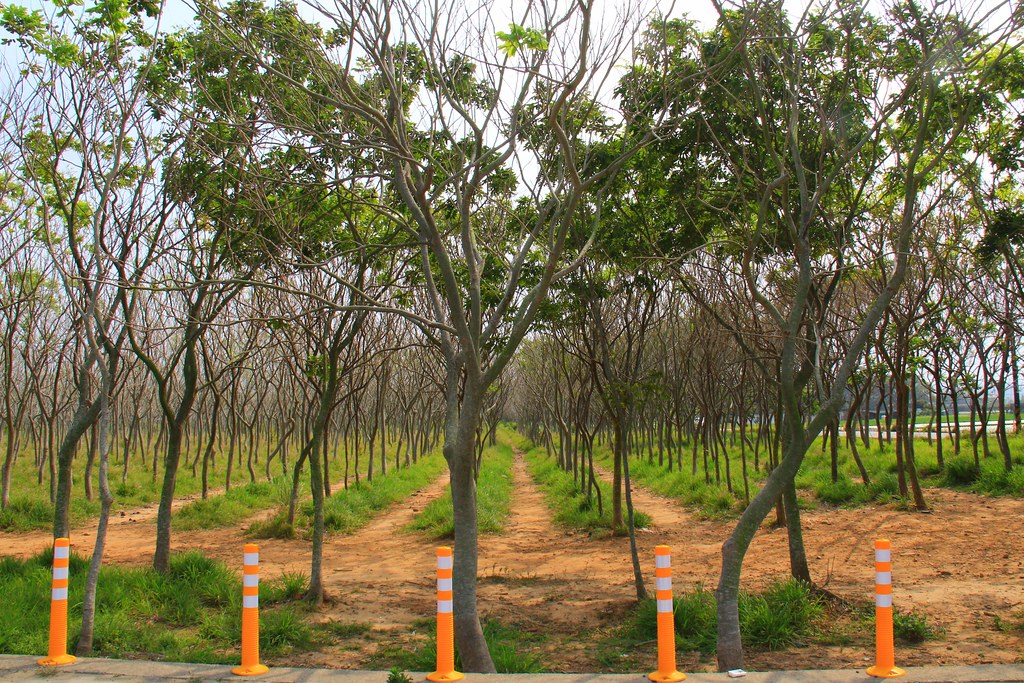 龍貓隧道-無患子森林free｜台中后里IG打卡小密境，仿佛進入電影龍貓般場景 @飛天璇的口袋