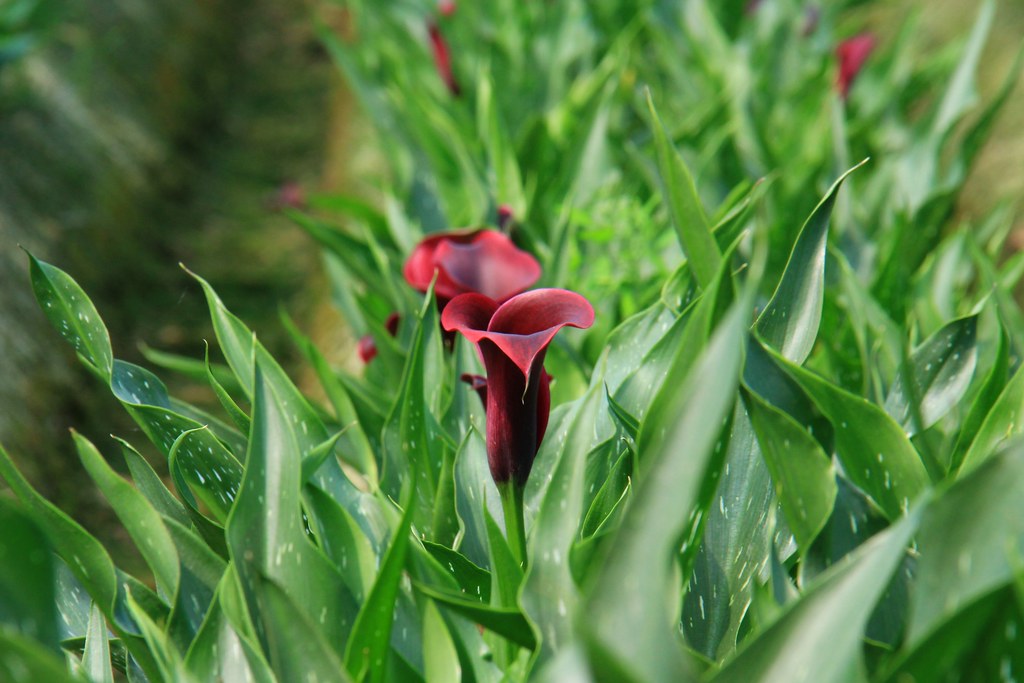 龍貓隧道-無患子森林free｜台中后里IG打卡小密境，仿佛進入電影龍貓般場景 @飛天璇的口袋