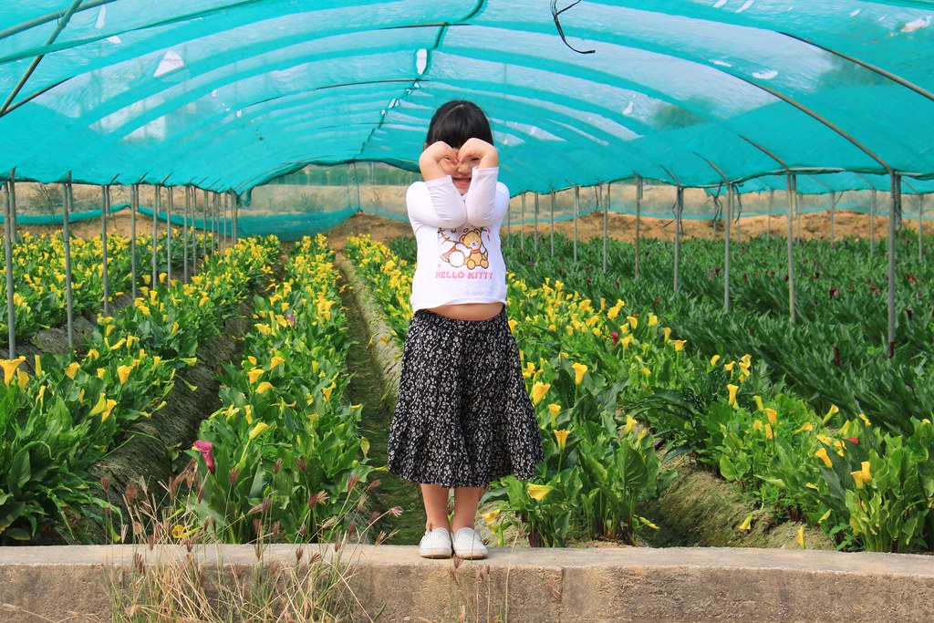 龍貓隧道-無患子森林free｜台中后里IG打卡小密境，仿佛進入電影龍貓般場景 @飛天璇的口袋