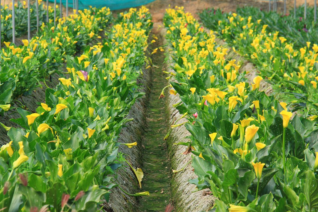 龍貓隧道-無患子森林free｜台中后里IG打卡小密境，仿佛進入電影龍貓般場景 @飛天璇的口袋