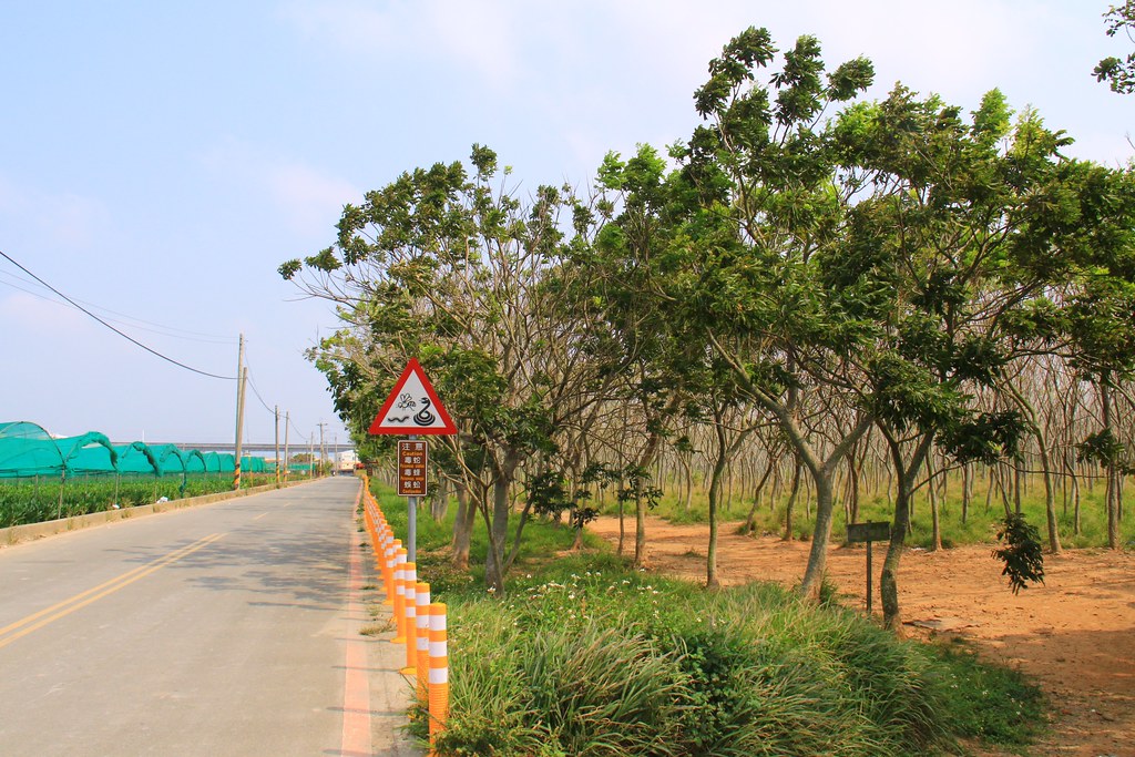 龍貓隧道-無患子森林free｜台中后里IG打卡小密境，仿佛進入電影龍貓般場景 @飛天璇的口袋