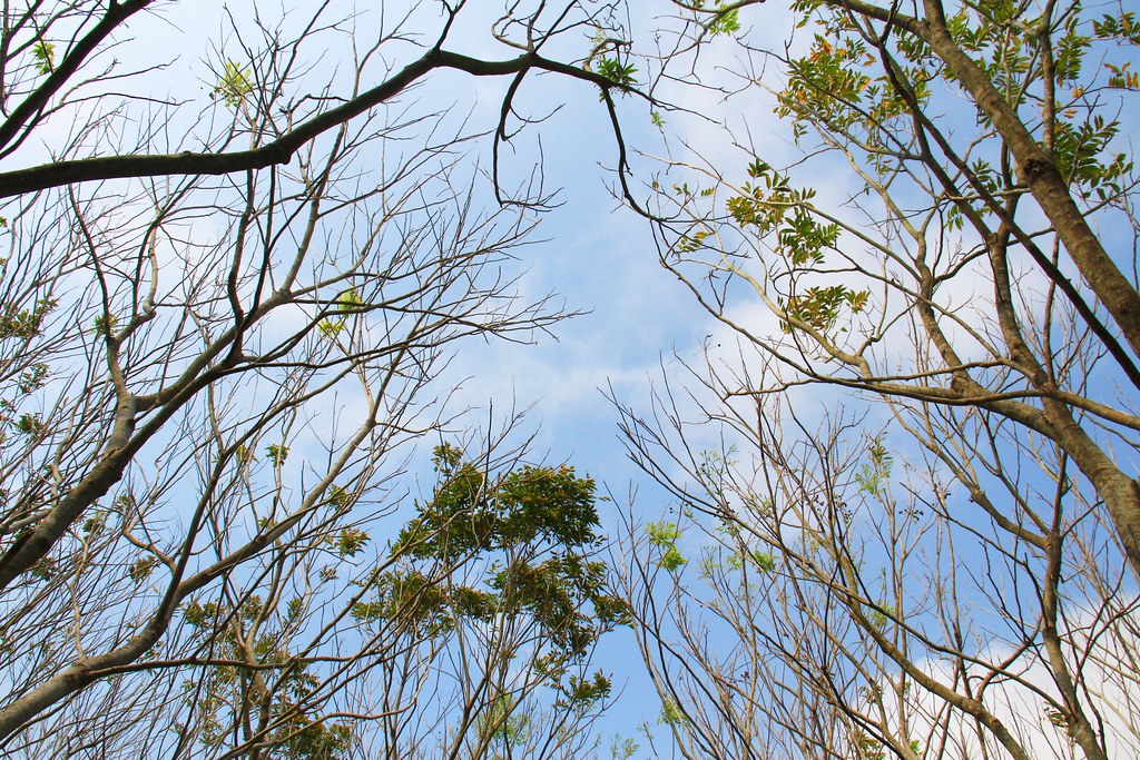 龍貓隧道-無患子森林free｜台中后里IG打卡小密境，仿佛進入電影龍貓般場景 @飛天璇的口袋