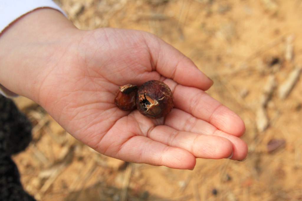 龍貓隧道-無患子森林free｜台中后里IG打卡小密境，仿佛進入電影龍貓般場景 @飛天璇的口袋