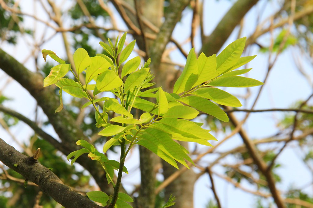 龍貓隧道-無患子森林free｜台中后里IG打卡小密境，仿佛進入電影龍貓般場景 @飛天璇的口袋