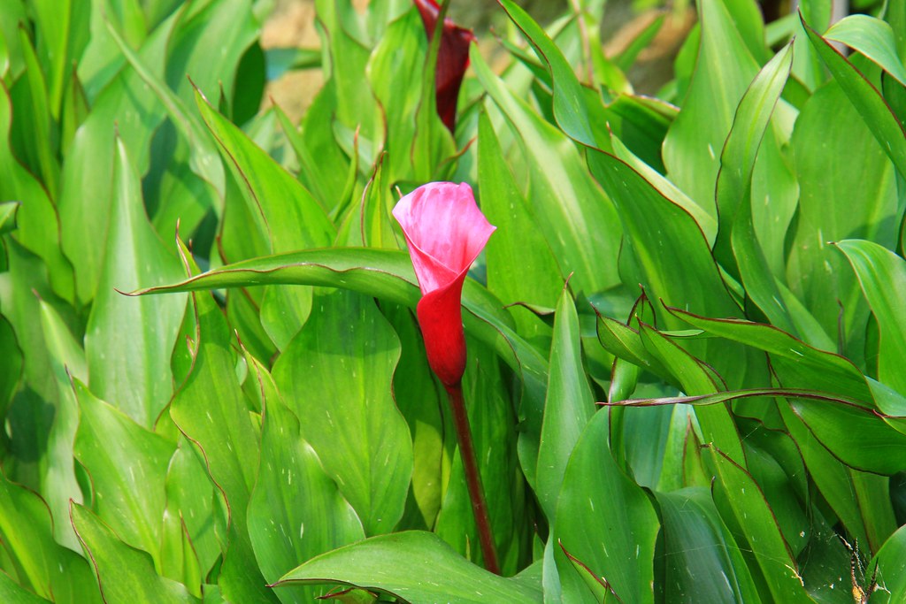 龍貓隧道-無患子森林free｜台中后里IG打卡小密境，仿佛進入電影龍貓般場景 @飛天璇的口袋