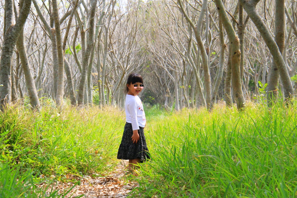 龍貓隧道-無患子森林free｜台中后里IG打卡小密境，仿佛進入電影龍貓般場景 @飛天璇的口袋