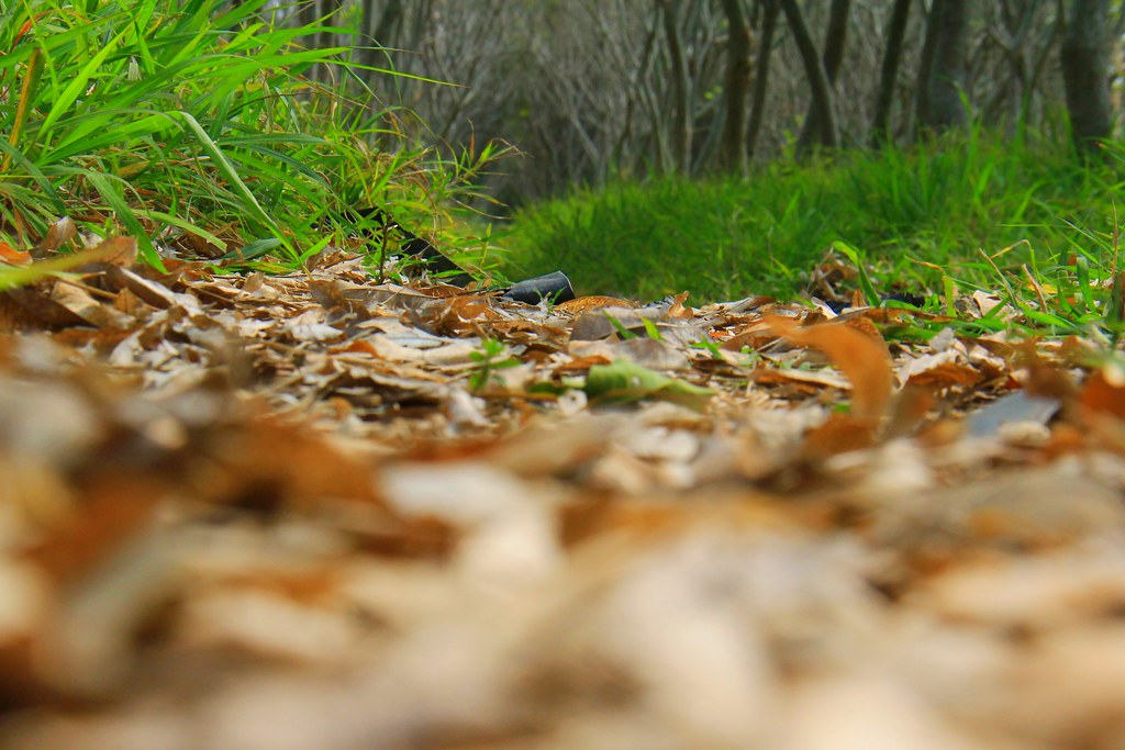 龍貓隧道-無患子森林free｜台中后里IG打卡小密境，仿佛進入電影龍貓般場景 @飛天璇的口袋