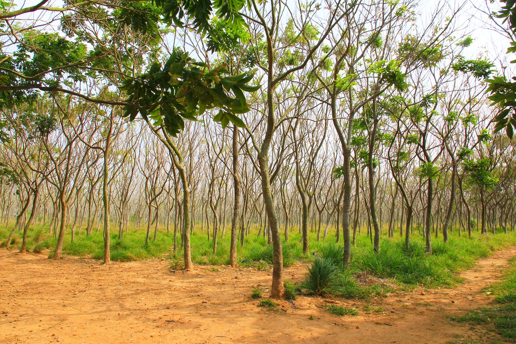 龍貓隧道-無患子森林free｜台中后里IG打卡小密境，仿佛進入電影龍貓般場景 @飛天璇的口袋