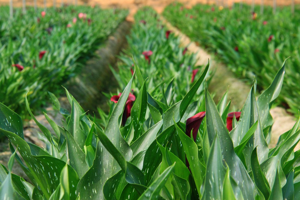 龍貓隧道-無患子森林free｜台中后里IG打卡小密境，仿佛進入電影龍貓般場景 @飛天璇的口袋