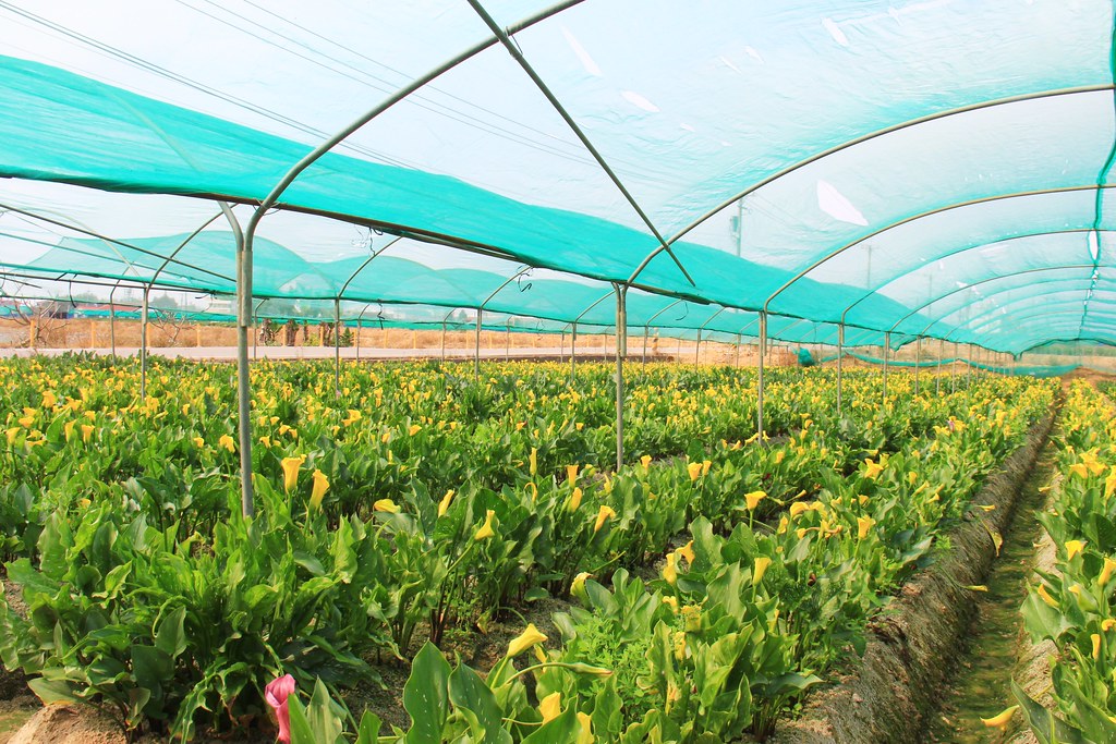 龍貓隧道-無患子森林free｜台中后里IG打卡小密境，仿佛進入電影龍貓般場景 @飛天璇的口袋