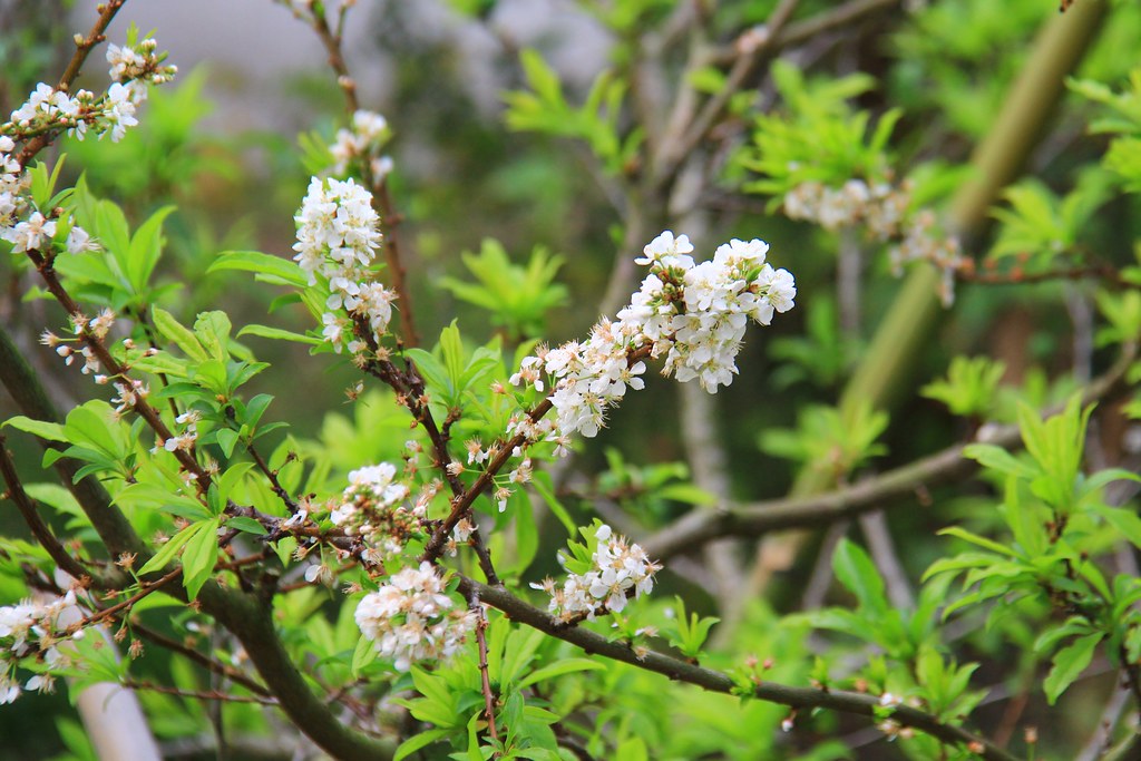 圳磚橋八號隧道｜后里IG拍照打卡小密境，仿佛走進神隱少女場景 @飛天璇的口袋