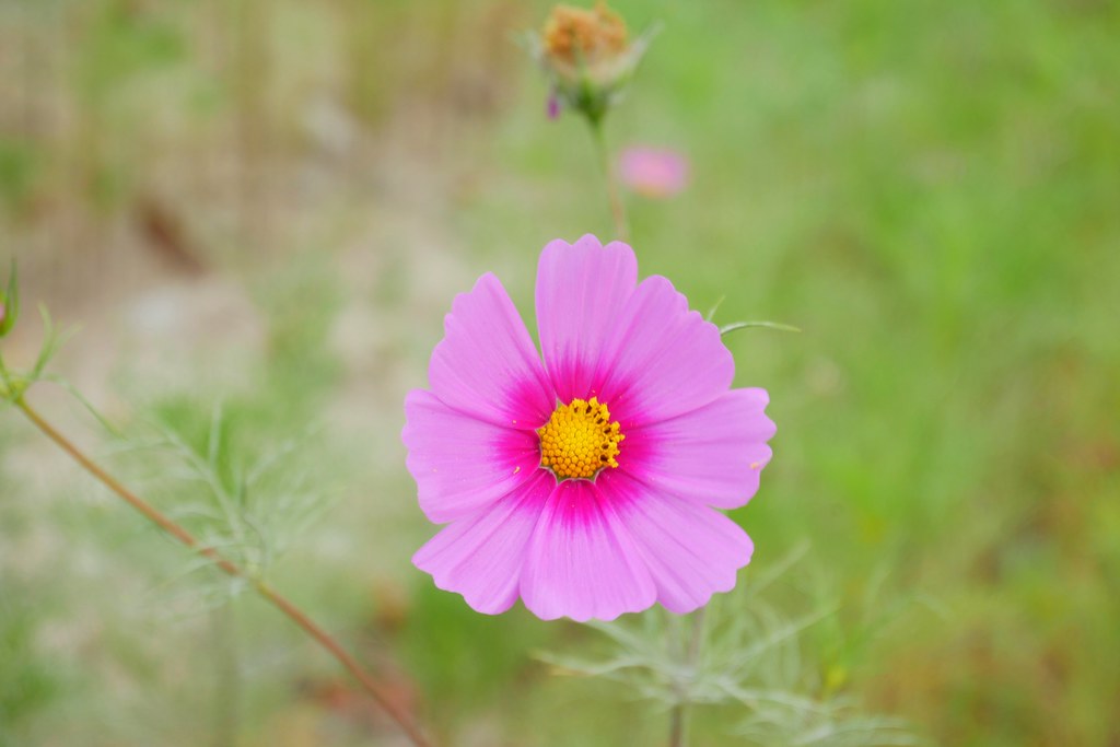 台中巨型泡泡屋：還有可愛的波斯菊花海~台中IG打卡免費景點！ @飛天璇的口袋