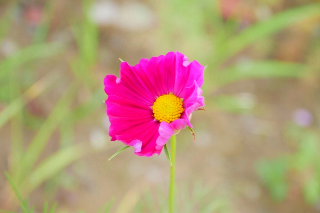 台中巨型泡泡屋：還有可愛的波斯菊花海~台中IG打卡免費景點！ @飛天璇的口袋