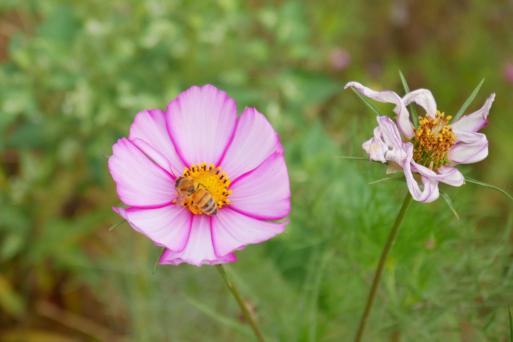 台中巨型泡泡屋：還有可愛的波斯菊花海~台中IG打卡免費景點！ @飛天璇的口袋
