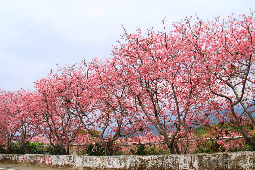新社櫻花秘境｜新社興社街的粉紅富士櫻盛開中！ @飛天璇的口袋