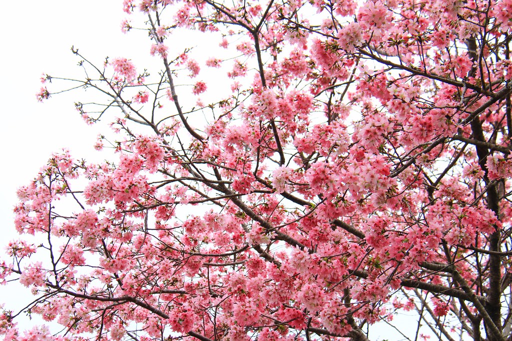 新社櫻花秘境｜新社興社街的粉紅富士櫻盛開中！ @飛天璇的口袋