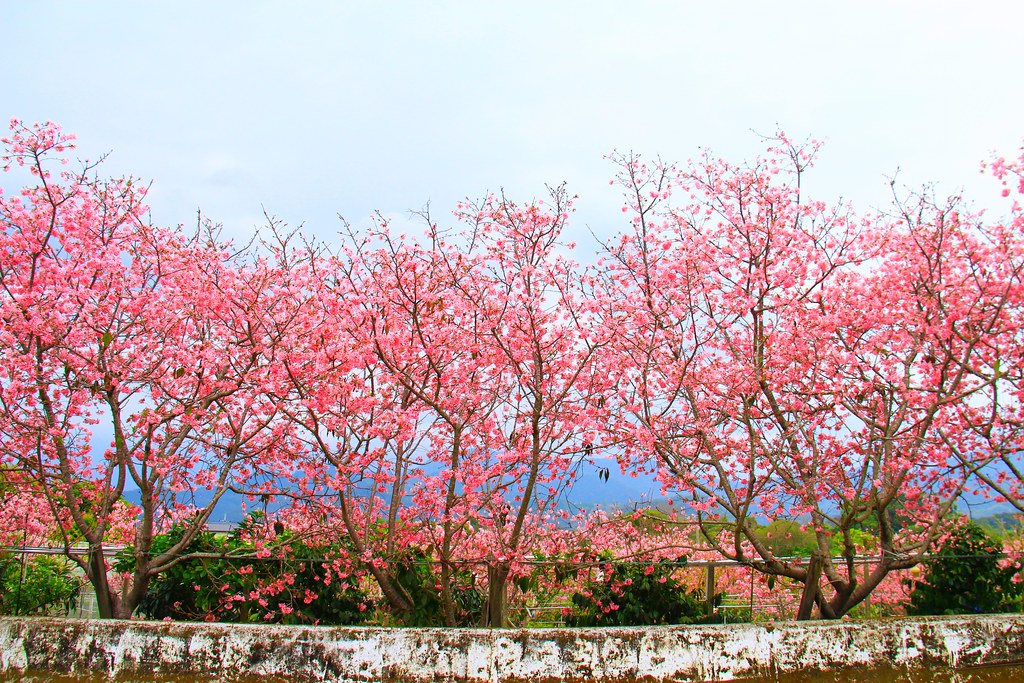 新社櫻花秘境｜新社興社街的粉紅富士櫻盛開中！ @飛天璇的口袋