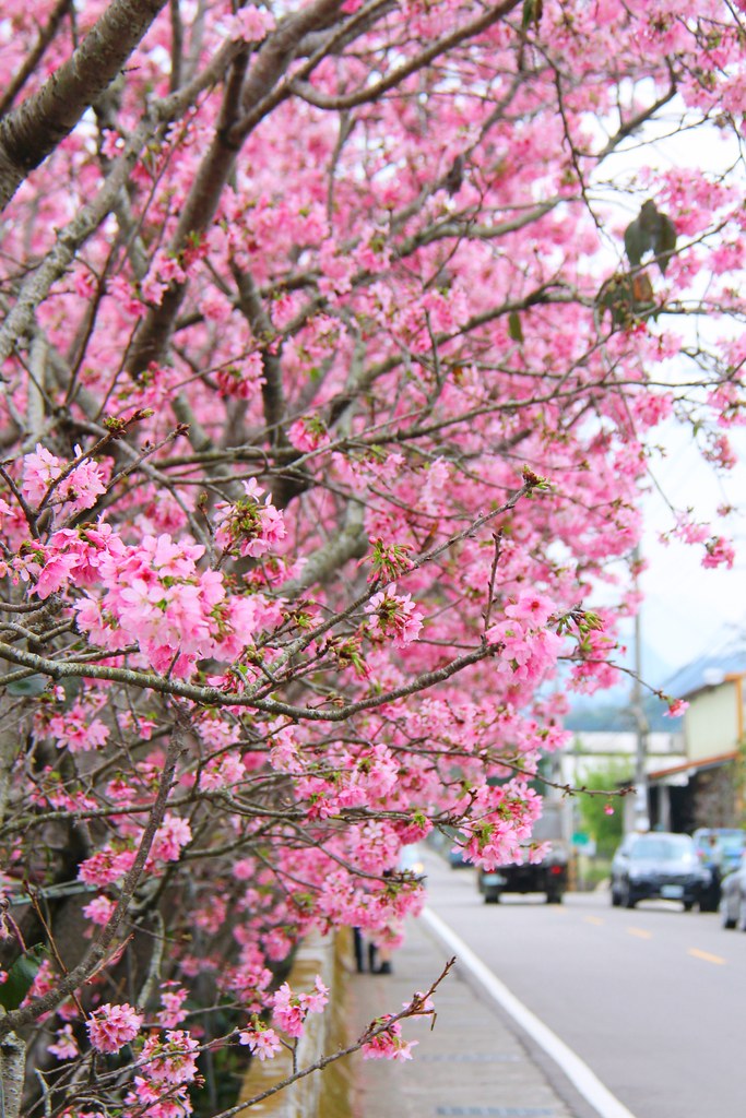 新社櫻花秘境｜新社興社街的粉紅富士櫻盛開中！ @飛天璇的口袋