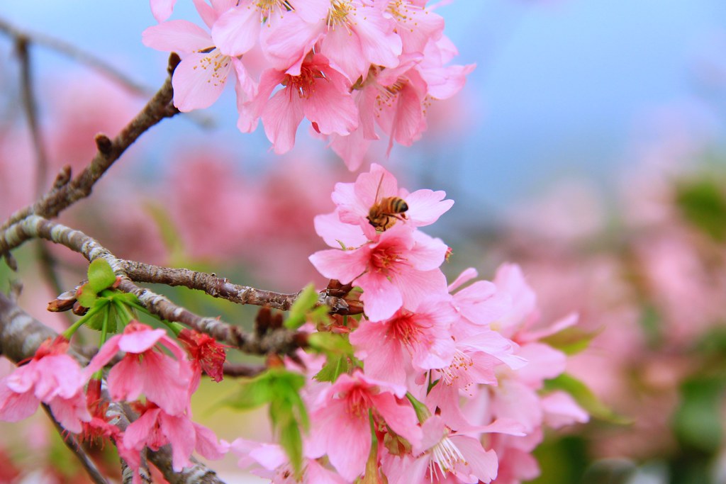 新社櫻花秘境｜新社興社街的粉紅富士櫻盛開中！ @飛天璇的口袋
