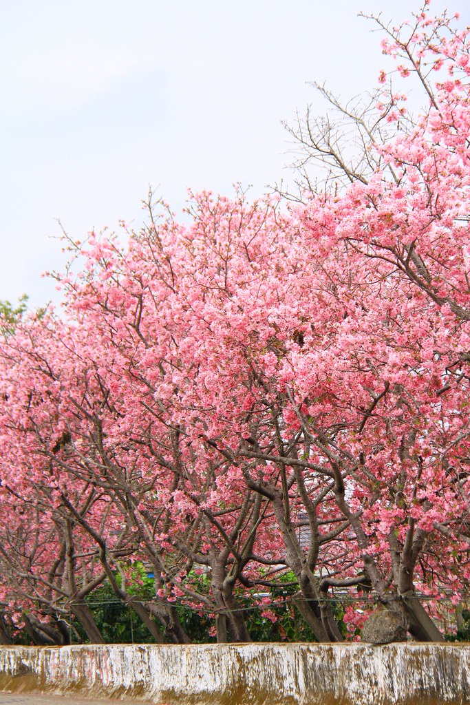 新社櫻花秘境｜新社興社街的粉紅富士櫻盛開中！ @飛天璇的口袋