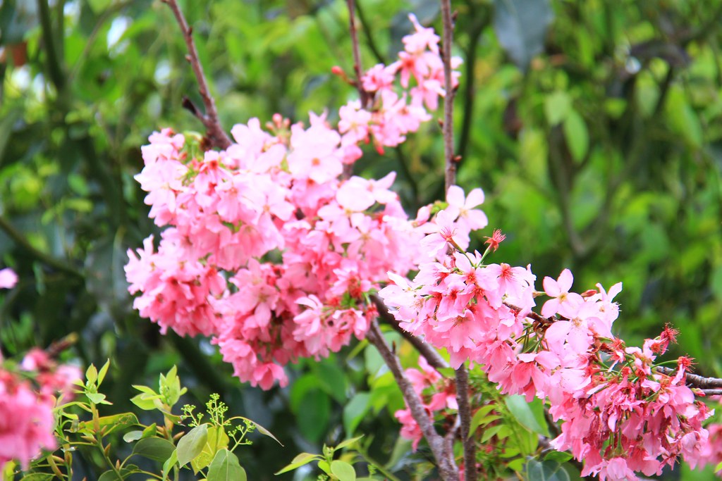 新社櫻花秘境｜新社興社街的粉紅富士櫻盛開中！ @飛天璇的口袋