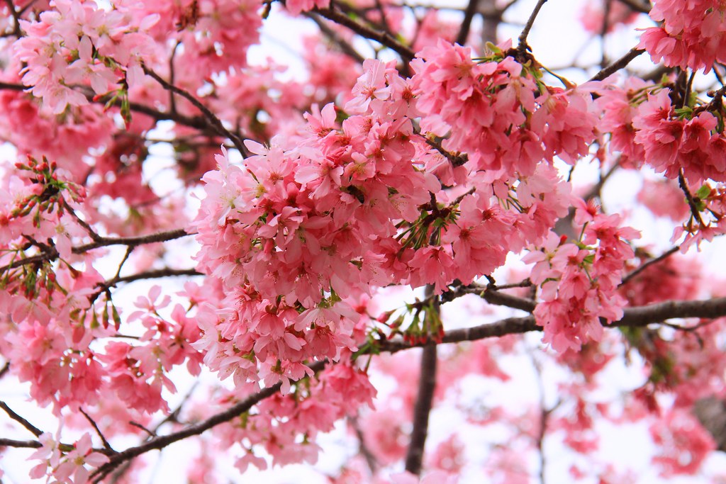 新社櫻花秘境｜新社興社街的粉紅富士櫻盛開中！ @飛天璇的口袋