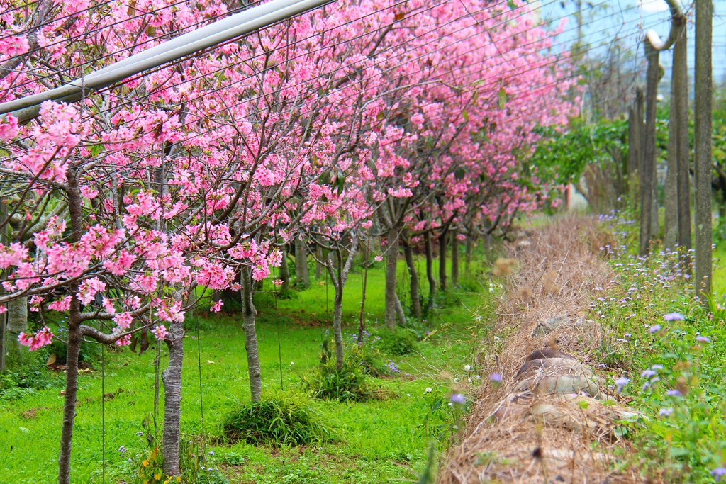 新社櫻花秘境｜新社興社街的粉紅富士櫻盛開中！ @飛天璇的口袋