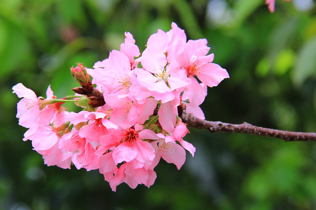 新社櫻花秘境｜新社興社街的粉紅富士櫻盛開中！ @飛天璇的口袋