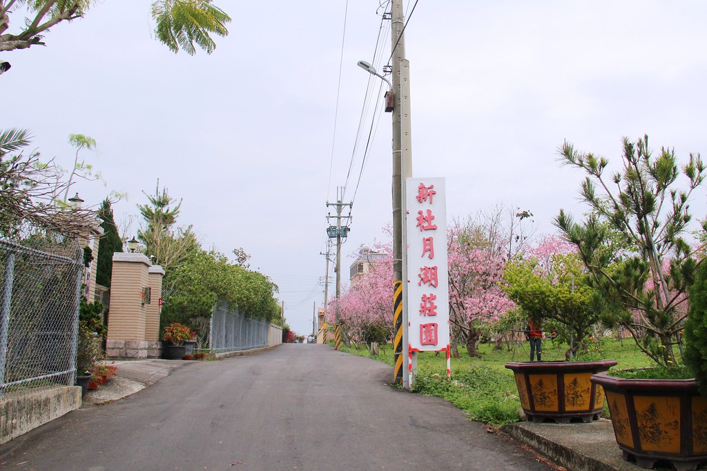 新社月湖莊園｜地主免費開放賞櫻，整片粉紅富士櫻即將盛開！ @飛天璇的口袋