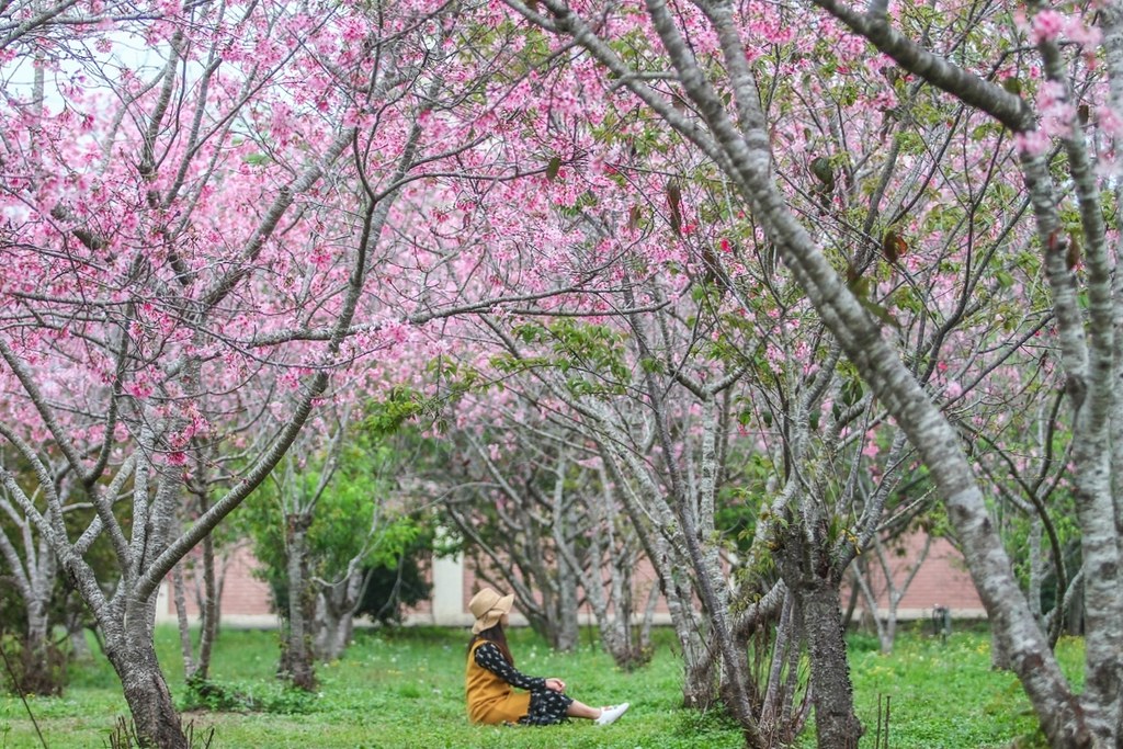 新社月湖莊園｜地主免費開放賞櫻，整片粉紅富士櫻即將盛開！ @飛天璇的口袋