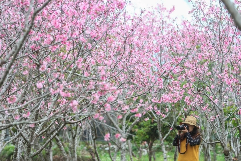 台中新社｜新社美食景點一日遊．30+新社景觀餐廳、旅遊景點、小吃美食、民宿推薦 @飛天璇的口袋