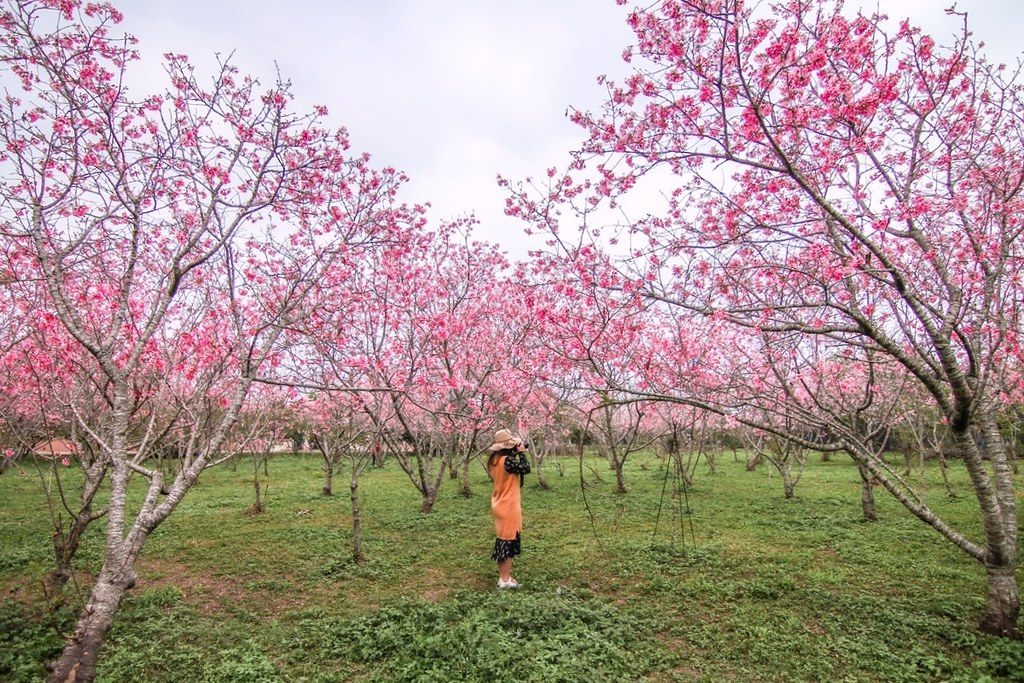 新社月湖莊園｜地主免費開放賞櫻，整片粉紅富士櫻即將盛開！ @飛天璇的口袋