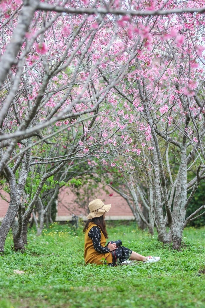 新社月湖莊園｜地主免費開放賞櫻，整片粉紅富士櫻即將盛開！ @飛天璇的口袋