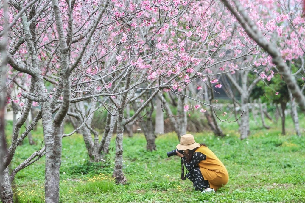 新社月湖莊園｜地主免費開放賞櫻，整片粉紅富士櫻即將盛開！ @飛天璇的口袋