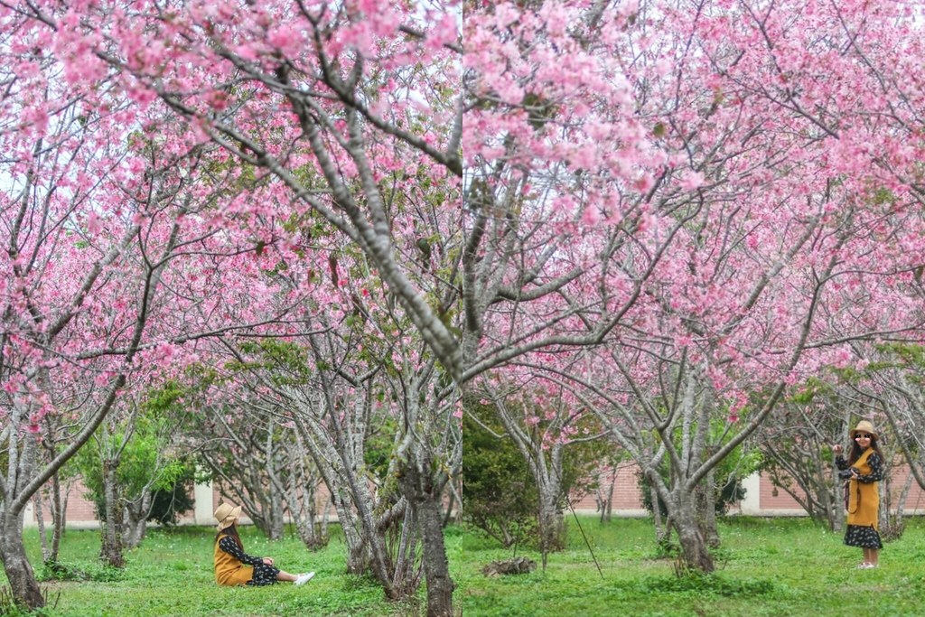 新社月湖莊園｜地主免費開放賞櫻，整片粉紅富士櫻即將盛開！ @飛天璇的口袋