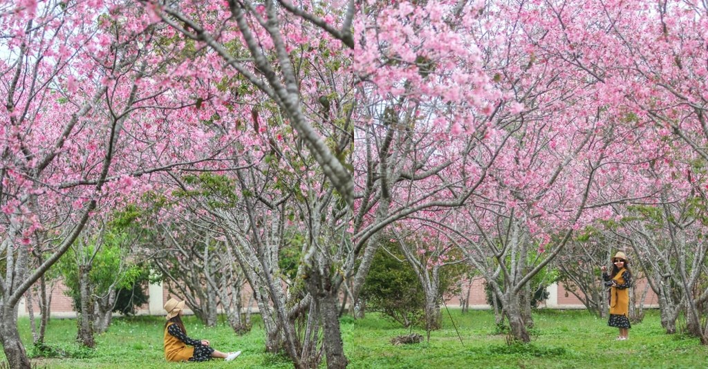 新社月湖莊園｜地主免費開放賞櫻，整片粉紅富士櫻即將盛開！ @飛天璇的口袋